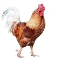 Pakistani Cock Chicken - 1kg