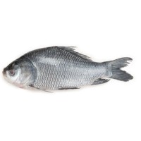 Katla Medium (2 - 2.999 Kg)-D (Per Kg)