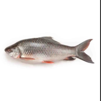 Ruhi Fish Deshi 1.5 kg