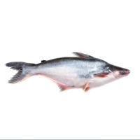 Pangas Cultured Medium- (Per Kg)