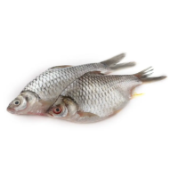 Sarputi (4-5pc/Kg) 1 Kg