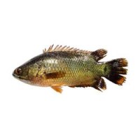 Koi Mas-Large (Per 1 kg)