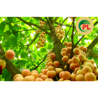 Latkan- লটকন- 250 gm