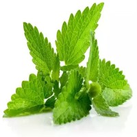 Mint Leaves -100 gm