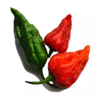 Bombay Chili - 4 pcs