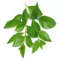 Mehendi Leaves -3 bundles